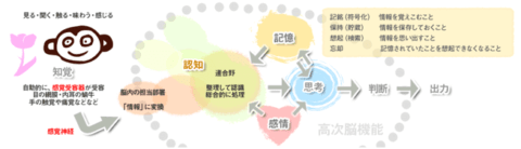 高次脳機能障害とは 注意障害(半側空間無視)・失行・失語・認知症