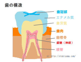 虫歯の原因 C1、C2、C3、C4の進行度と治療