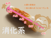 食べ物から便まで　口・食道・胃・小腸・大腸　消化器系のポイント